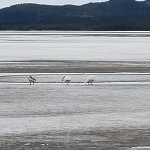 Meet your Posher, Dawn